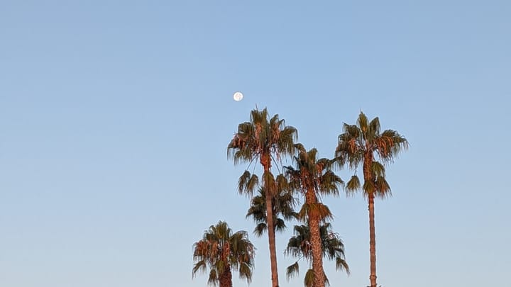 A nearly full moon against a blue sky over four palm trees.