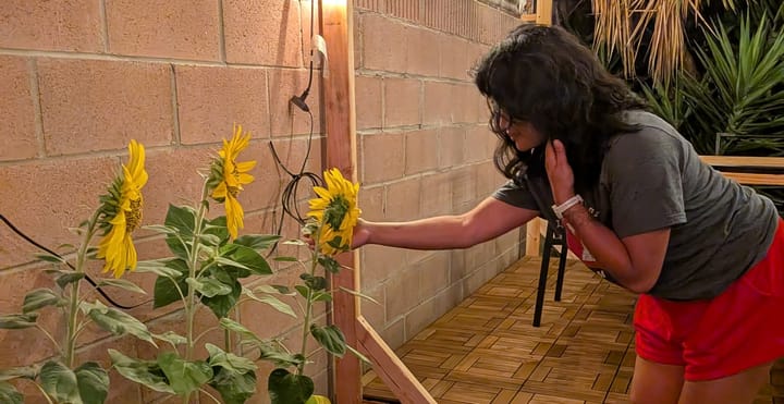 Mailyne gently holding the head of one of three young mammoth sunflowers side by side.